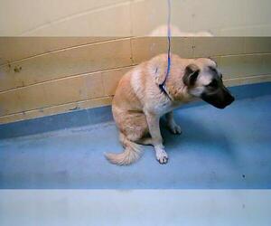 Anatolian Shepherd-Unknown Mix Dogs for adoption in Tulsa, OK, USA