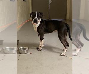 American Pit Bull Terrier-Unknown Mix Dogs for adoption in Sanford, FL, USA