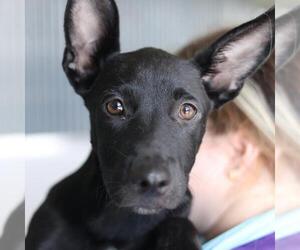 Labrador Retriever-Unknown Mix Dogs for adoption in San Antonio, TX, USA