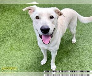 Labrador Retriever Dogs for adoption in West Palm Beach, FL, USA