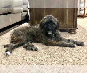 Poodle (Miniature) Dogs for adoption in Mattoon, IL, USA