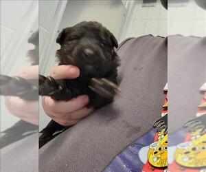Labrador Retriever-Unknown Mix Dogs for adoption in Houston, TX, USA