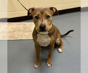 Mutt Dogs for adoption in Denver, CO, USA