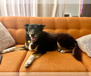 Shollie Dogs for adoption in Pasadena, CA, USA