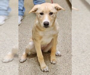 Golden Labrador Dogs for adoption in Great Bend, KS, USA