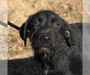 Labrador Retriever-Unknown Mix Dogs for adoption in Yardley, PA, USA