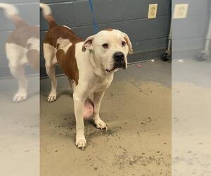 American Bulldog Dogs for adoption in Tallahassee, FL, USA