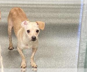Chihuahua Dogs for adoption in Orange, CA, USA