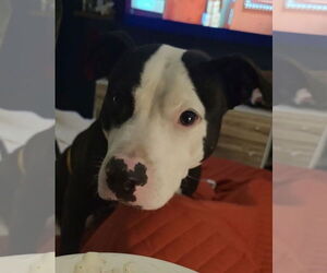 American Pit Bull Terrier-Unknown Mix Dogs for adoption in Crystal, MN, USA