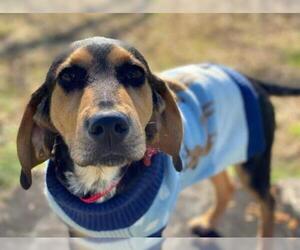 Bloodhound-Coonhound Mix Dogs for adoption in Guilford, CT, USA