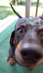Dachshund Dogs for adoption in Prosser, WA, USA