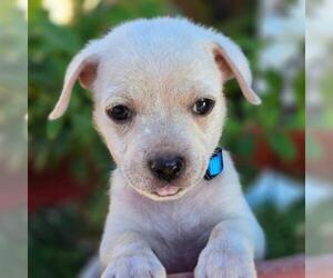 Chihuahua-Unknown Mix Dogs for adoption in San Diego, CA, USA