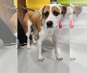 Labrador Retriever-Unknown Mix Dogs for adoption in Temple, TX, USA