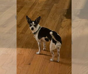 Chihuahua-Unknown Mix Dogs for adoption in Candler, NC, USA