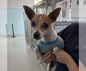 Chihuahua Dogs for adoption in Chico, CA, USA