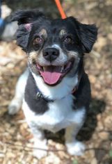 Border Collie-Papillon Mix Dogs for adoption in Rockaway, NJ, USA