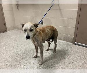 Siberian Husky-Unknown Mix Dogs for adoption in Conroe, TX, USA