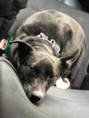 Australian Kelpie-Unknown Mix Dogs for adoption in Bronx, NY, USA
