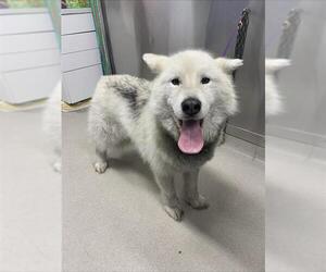 Alaskan Malamute Dogs for adoption in Fairbanks, AK, USA