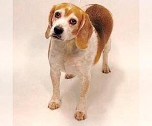 Beagle Dogs for adoption in Show Low, AZ, USA