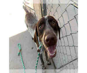 German Shorthaired Pointer Dogs for adoption in Salt Lake City, UT, USA