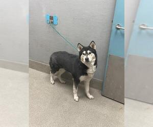 Siberian Husky-Unknown Mix Dogs for adoption in Las Vegas, NV, USA