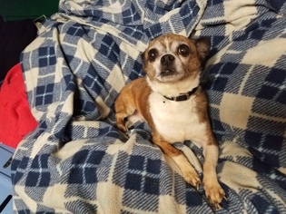 Chihuahua Dogs for adoption in Kenosha, WI, USA