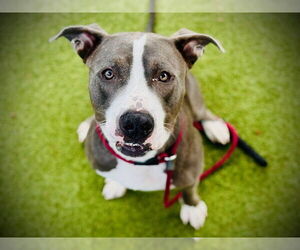 American Pit Bull Terrier Dogs for adoption in Orlando, FL, USA