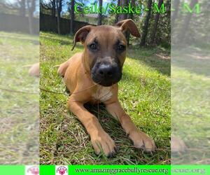 Black Mouth Cur-Unknown Mix Dogs for adoption in Pensacola, FL, USA