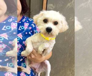 Maltipoo Dogs for adoption in Fayetteville, GA, USA