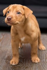 Labrador Retriever Dogs for adoption in Miami, FL, USA