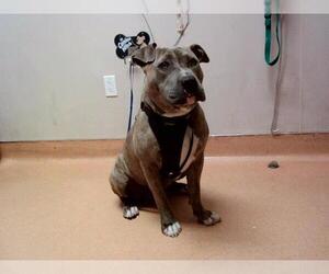 American Pit Bull Terrier Dogs for adoption in Martinez, CA, USA