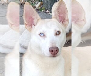 Siberian Husky-Unknown Mix Dogs for adoption in Pacific grove , CA, USA