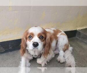 Cavalier King Charles Spaniel Dogs for adoption in pomona, CA, USA