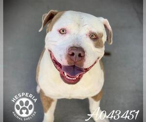 American Staffordshire Terrier Dogs for adoption in HESPERIA, CA, USA