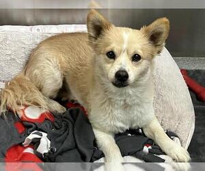 Pom-Shi Dogs for adoption in Orange, CA, USA