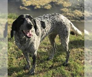 Treeing Walker Coonhound Dogs for adoption in Fredericksburg, TX, USA