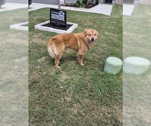 Chow Chow-Unknown Mix Dogs for adoption in San Antonio, TX, USA