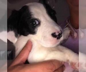 Dachshund Dogs for adoption in Wadena, MN, USA