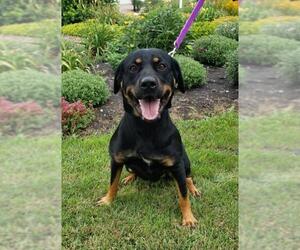 Rottweiler Dogs for adoption in Fargo, ND, USA