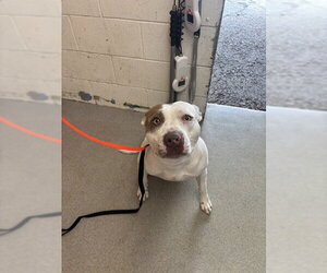 Mutt Dogs for adoption in San Bernardino, CA, USA