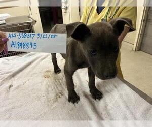 American Pit Bull Terrier-Unknown Mix Dogs for adoption in Riverside, CA, USA