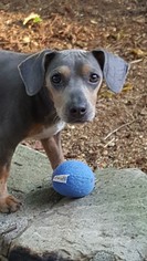 Dachshund Dogs for adoption in Johnson City, TN, USA