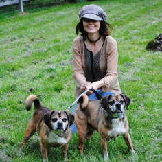 Puggle Dogs for adoption in Spring Lake, NJ, USA