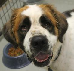 Saint Bernard Dogs for adoption in Waco, TX, USA