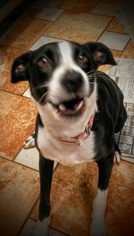 Border Collie Dogs for adoption in Colfax, IL, USA