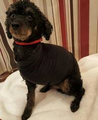 Poodle (Miniature)-Unknown Mix Dogs for adoption in Oxford, MI, USA