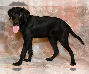 Labrador Retriever Dogs for adoption in West Valley, UT, USA