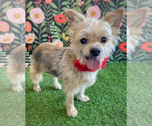 Mutt Dogs for adoption in Corona, CA, USA