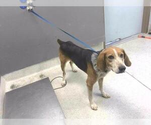 Treeing Walker Coonhound-Unknown Mix Dogs for adoption in Tallahassee, FL, USA